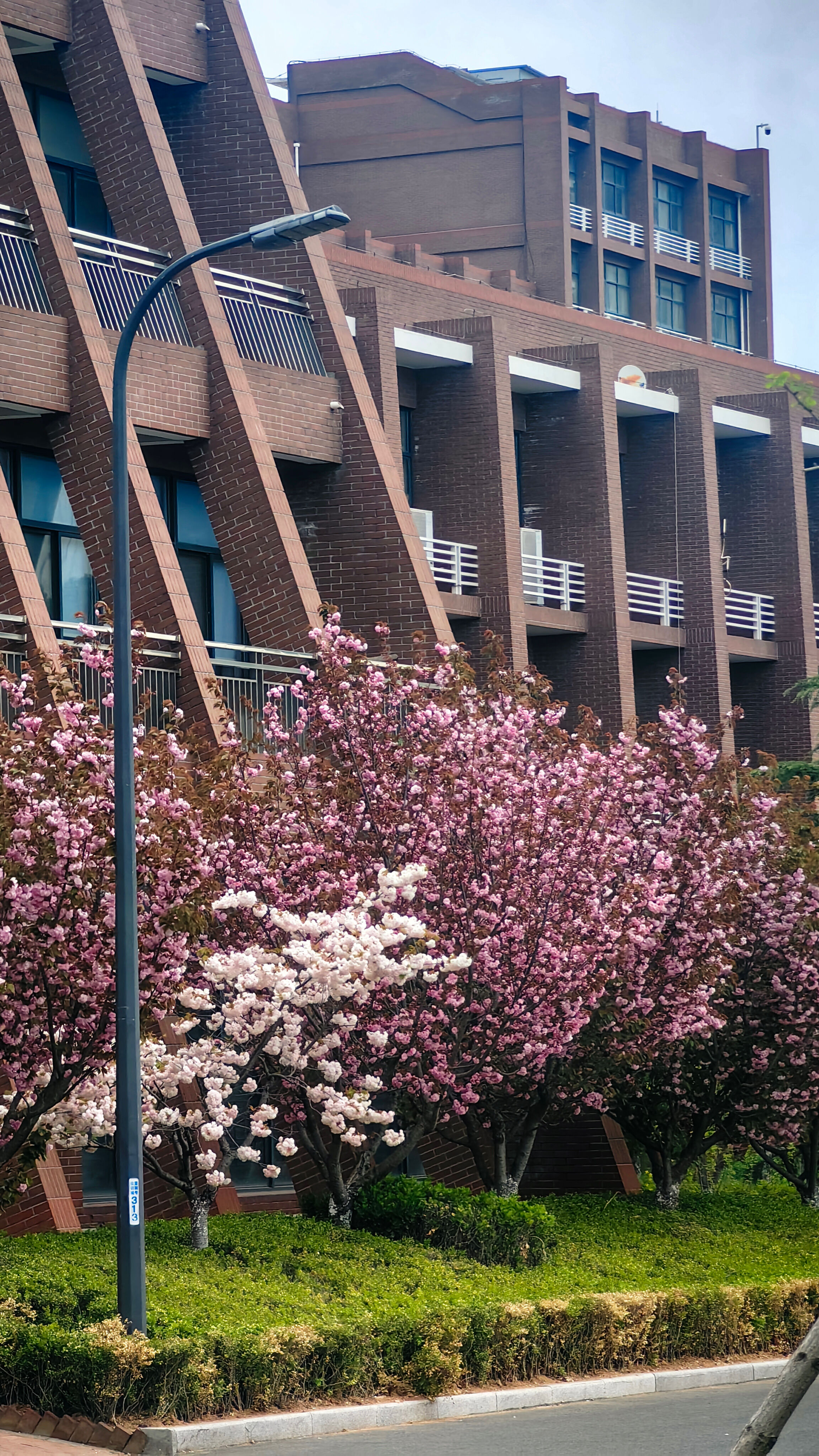 手机壁纸-青岛理工大学黄岛校区-樱花景色图
