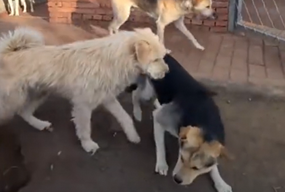 中国下司犬外网爆火 被称为中国狗王
